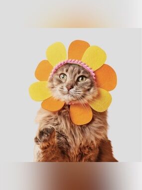 Flower Cat Headpiece Costume - Boots & Barkley™ Orange One Size Fits Most nwt
